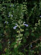 Image of Salvia herbacea Benth.