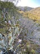 Image of Cylindropuntia tesajo (Engelm. ex J. M. Coult.) F. M. Knuth