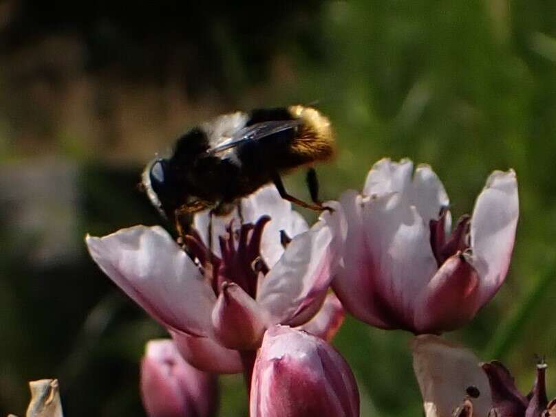 Image of Eristalis oestracea (Linnaeus 1758)