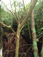 Image of Melicytus ramiflorus subsp. ramiflorus