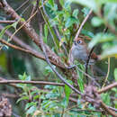 Image of Eye-ringed Thistletail