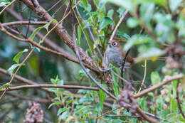 Image of Eye-ringed Thistletail