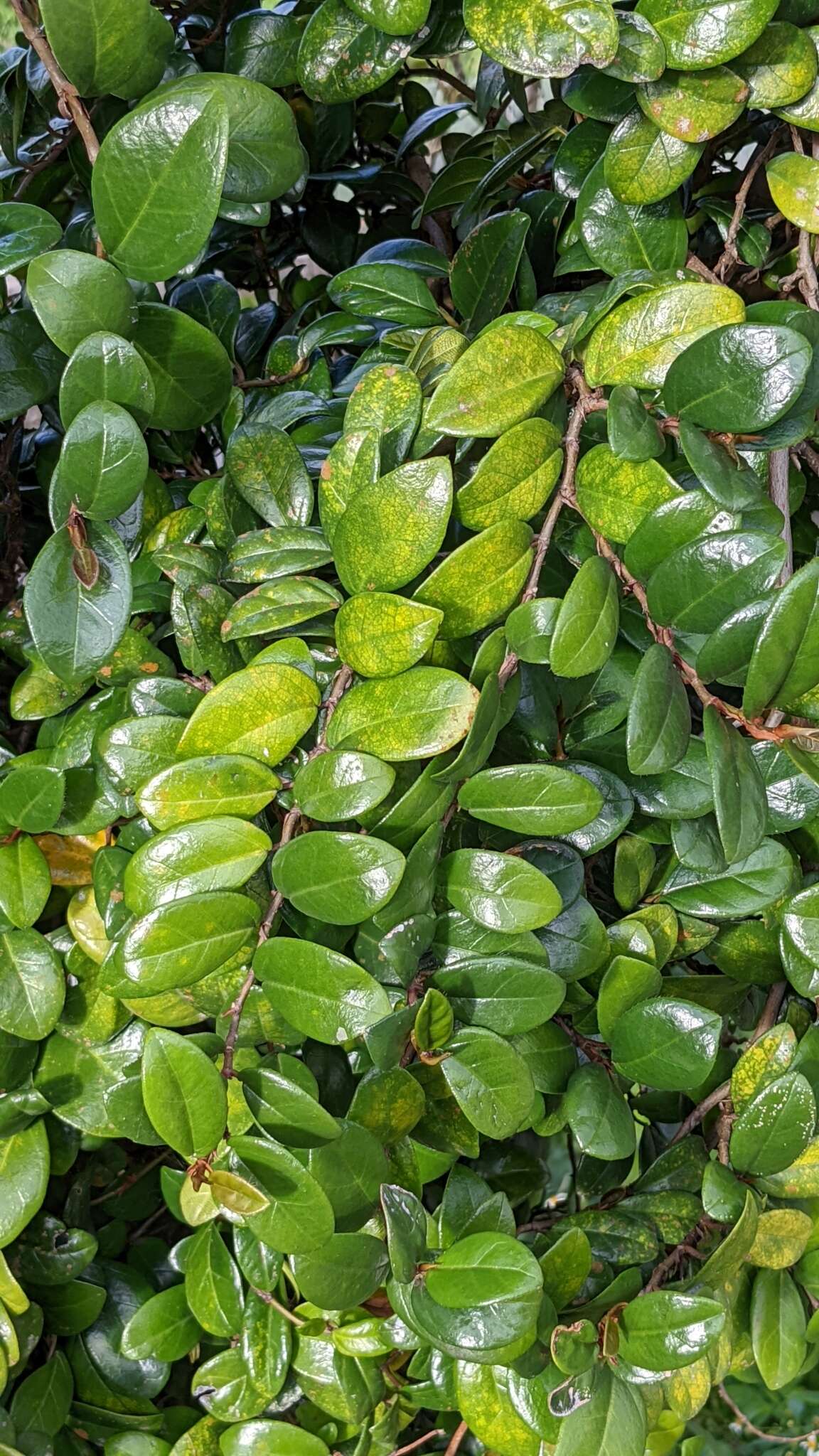 Слика од Ficus aurantiaca var. parvifolia