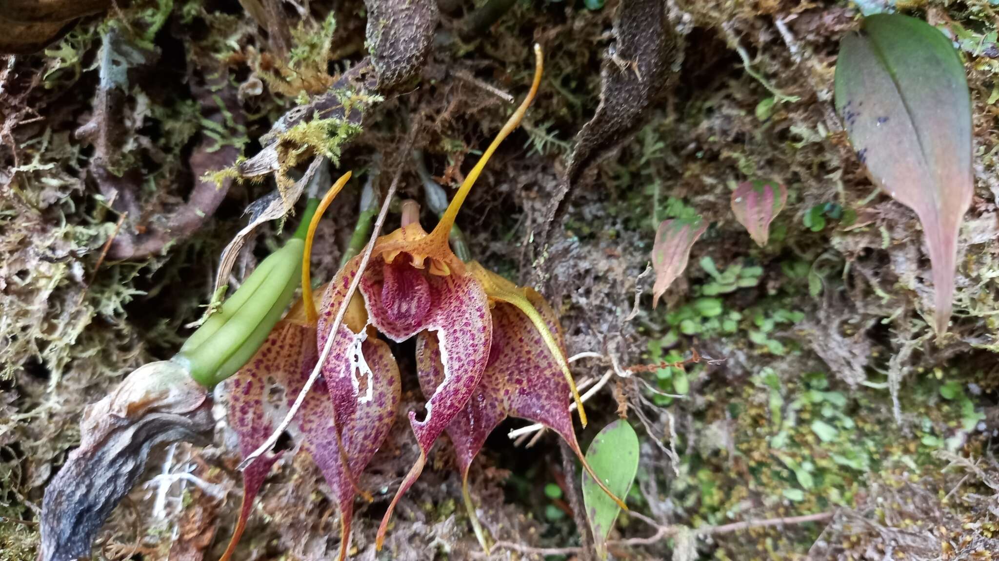 Imagem de Masdevallia angulata Rchb. fil.