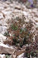 Image of sweetwater draba