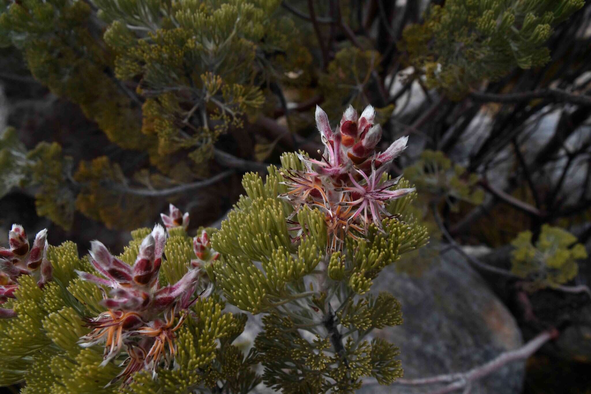 Image of Paranomus tomentosus (Phill. & Hutch.) N. E. Br.