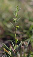 Image of Ceropegia schizoglossoides (Schltr.) Bruyns