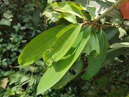 Imagem de Cinnamomum malabatrum (Burm. fil.) Presl