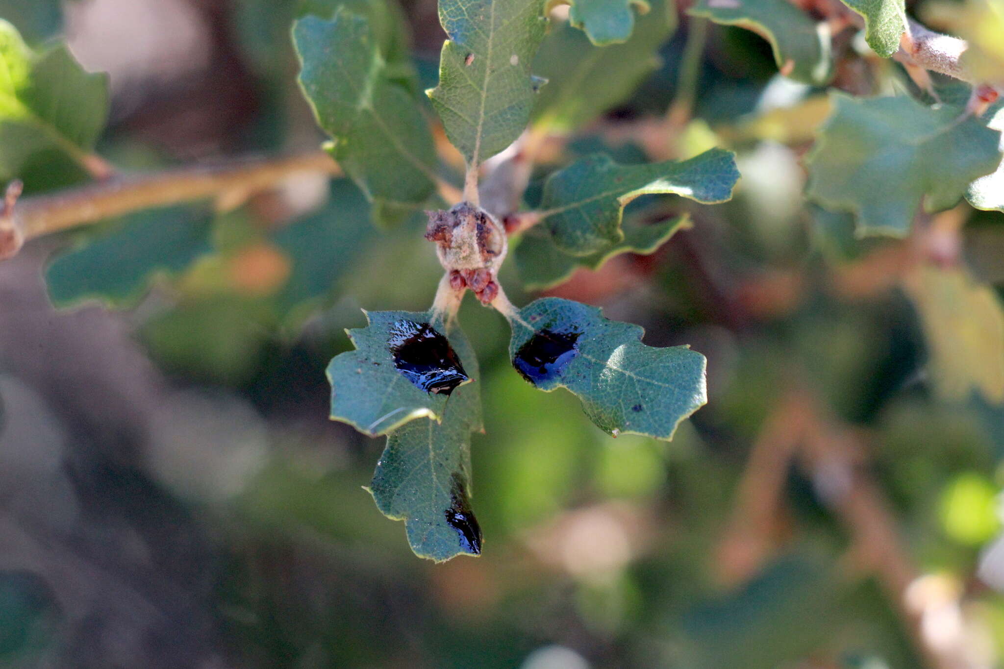 Image of Lonsdalea quercina