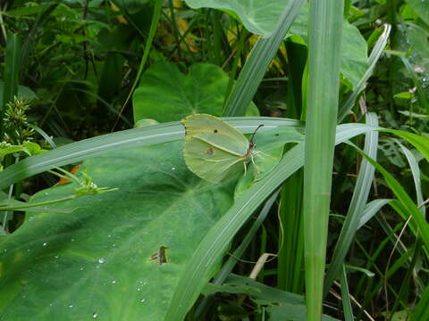 Imagem de Gonepteryx amintha formosana