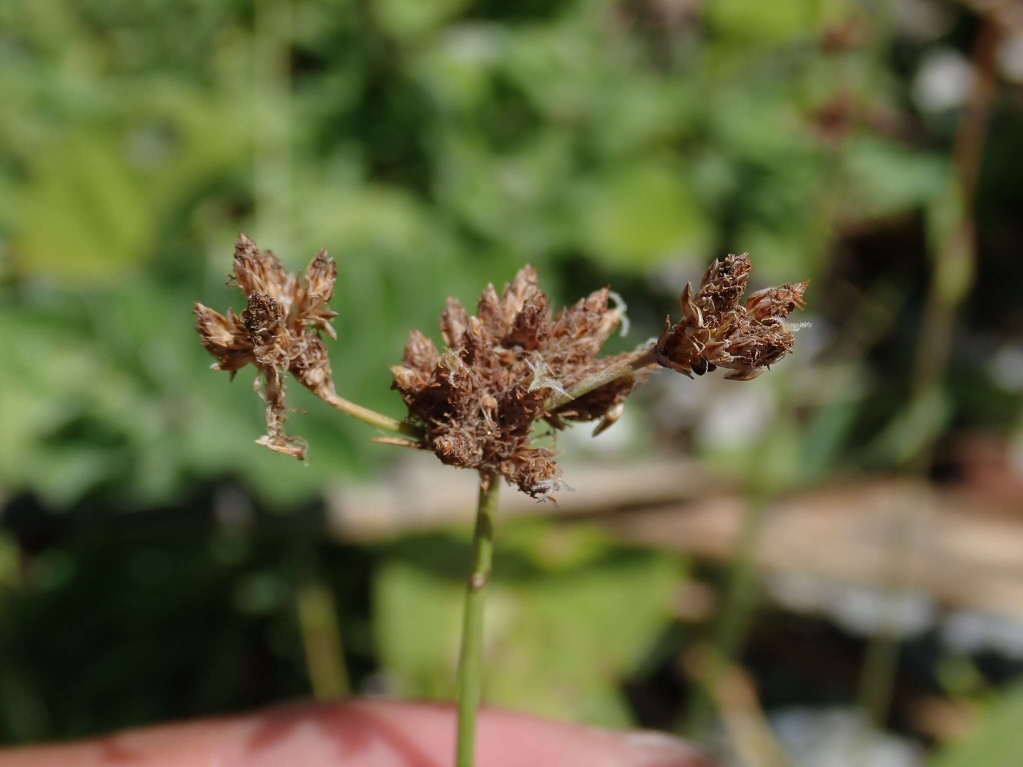 Image de Fimbristylis cymosa R. Br.