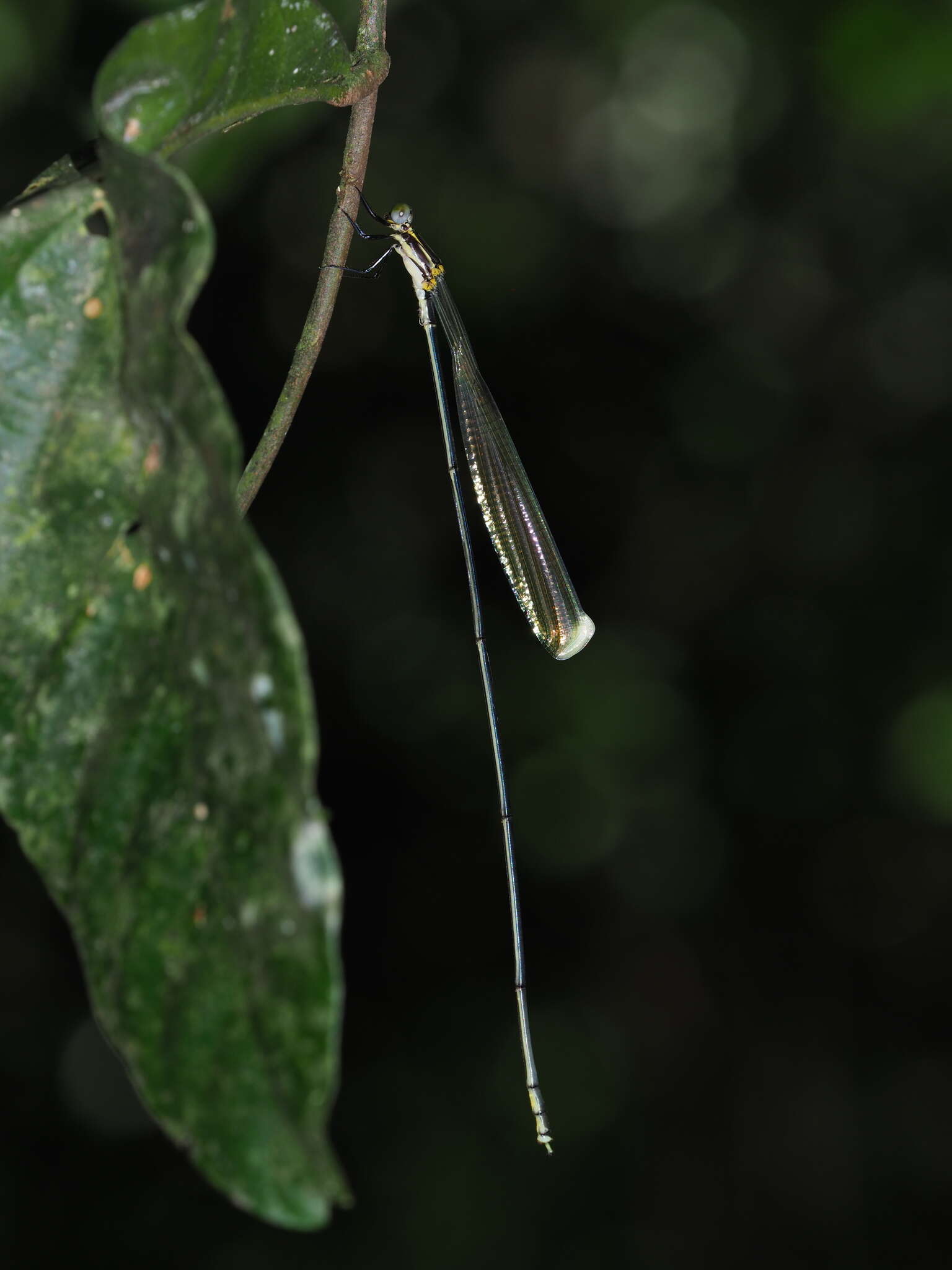 Image of Mecistogaster amalia (Burmeister 1839)