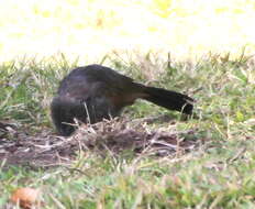 Image of Struthidea Gould 1837