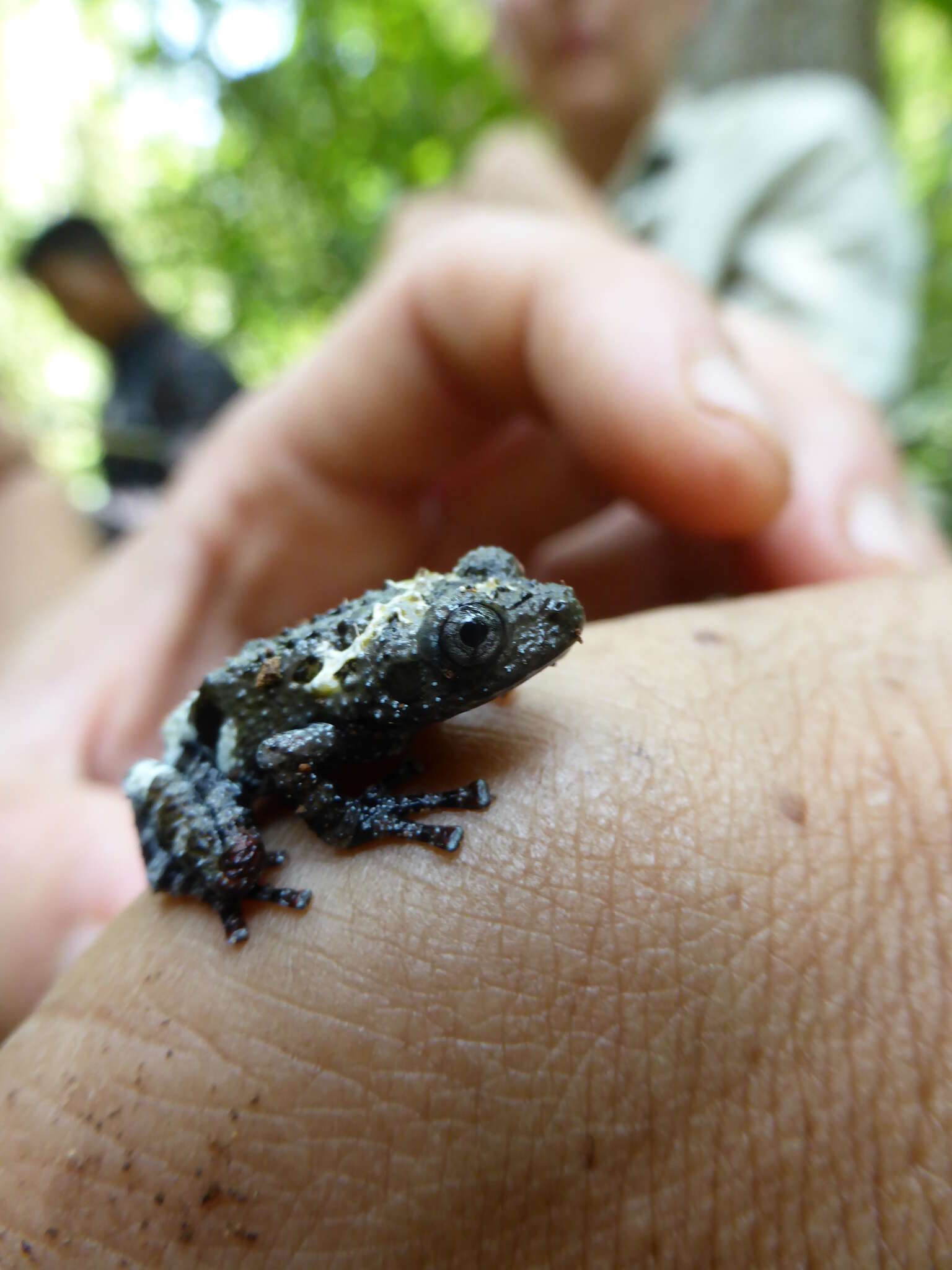 Image of Theloderma vietnamense Poyarkov, Orlov, Moiseeva, Pawangkhanant, Ruangsuwan, Vassilieva, Galoyan & Nguyen et al. 2015