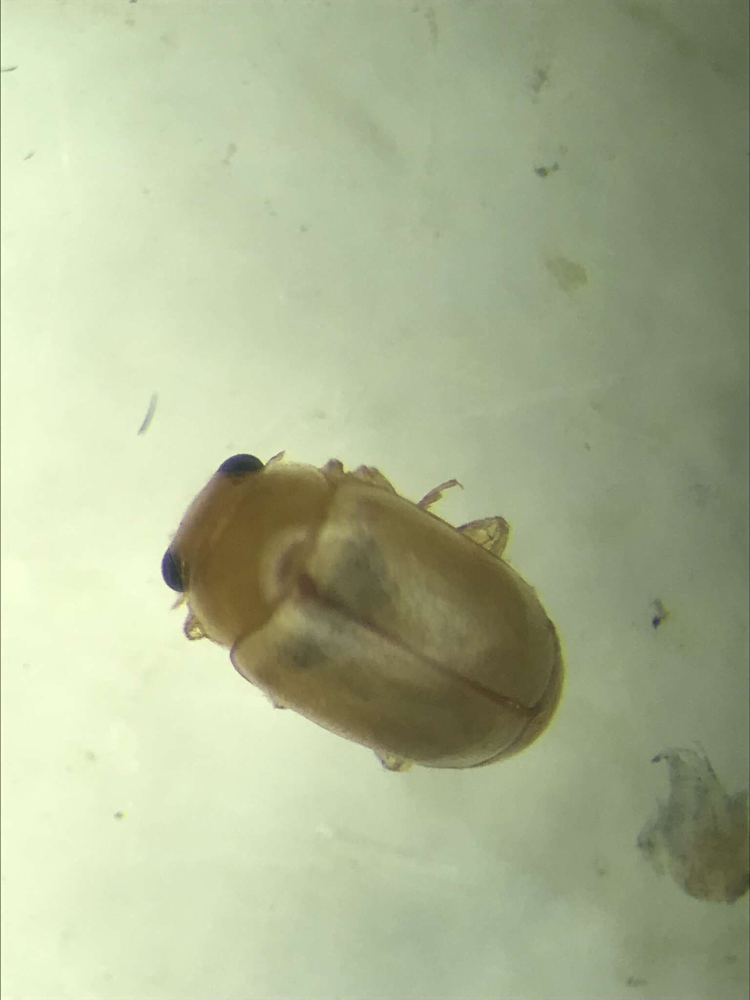 Sivun Hyperaspidius nanellus Gordon 1985 kuva