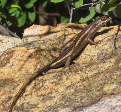 Image of Trachylepis sulcata sulcata (Peters 1867)