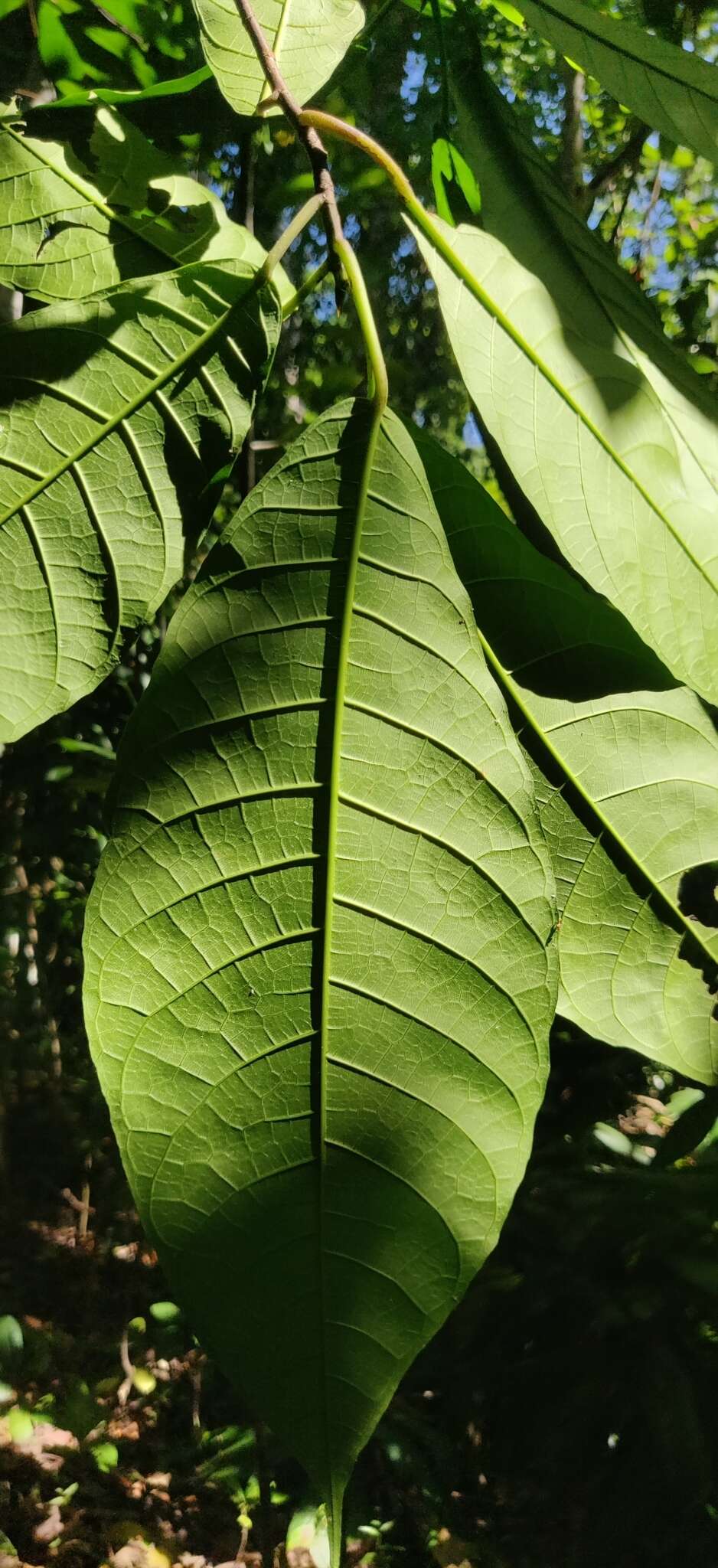 Image de Baccaurea ramiflora Lour.