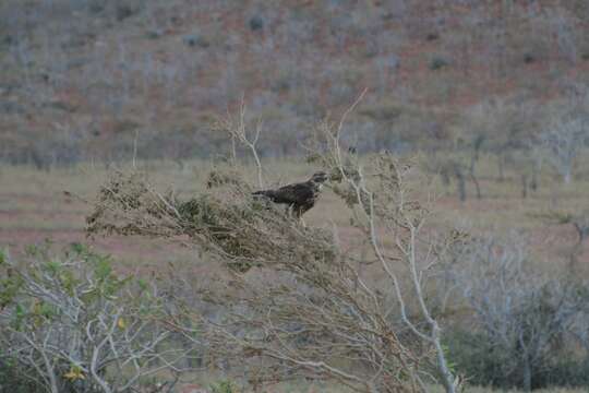 Imagem de Buteo socotraensis Porter & Kirwan 2010