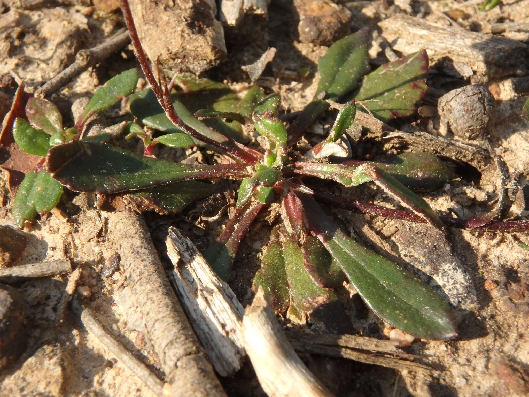 Image of Goodenia blackiana R. C. Carolin