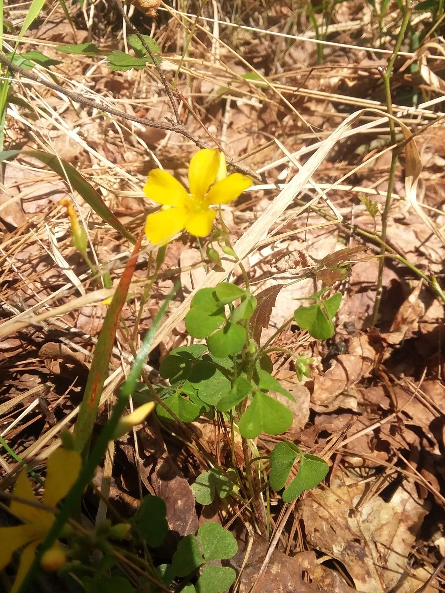 Imagem de Oxalis priceae subsp. colorea (Small) Eiten