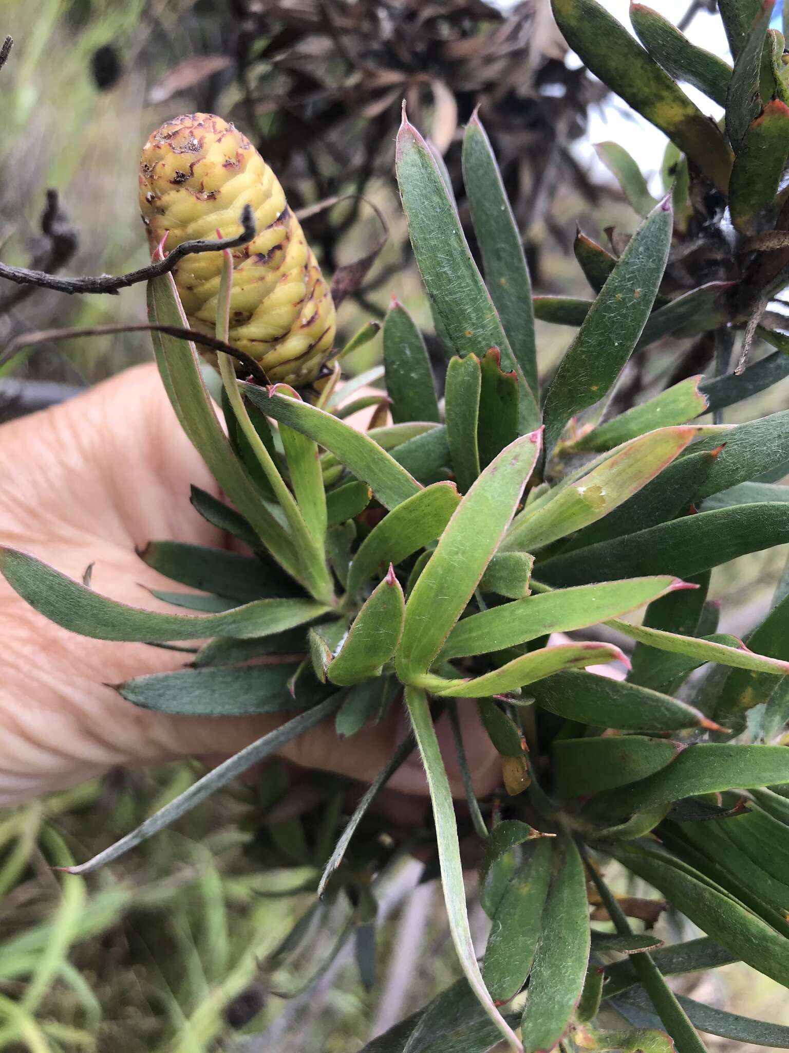 Image of Leucadendron macowanii Phillips