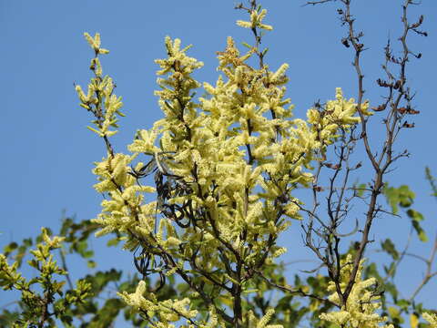 Imagem de Vachellia rigidula (Benth.) Seigler & Ebinger