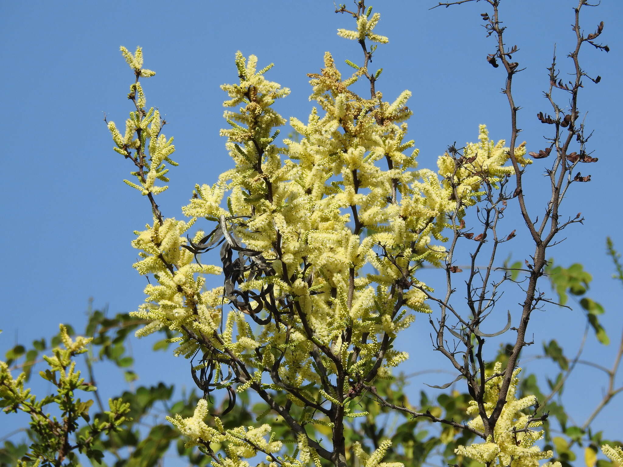 Image of blackbrush acacia