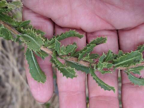 Image of sawtooth bristleweed