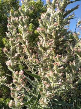 Image of Echium boissieri Steudel