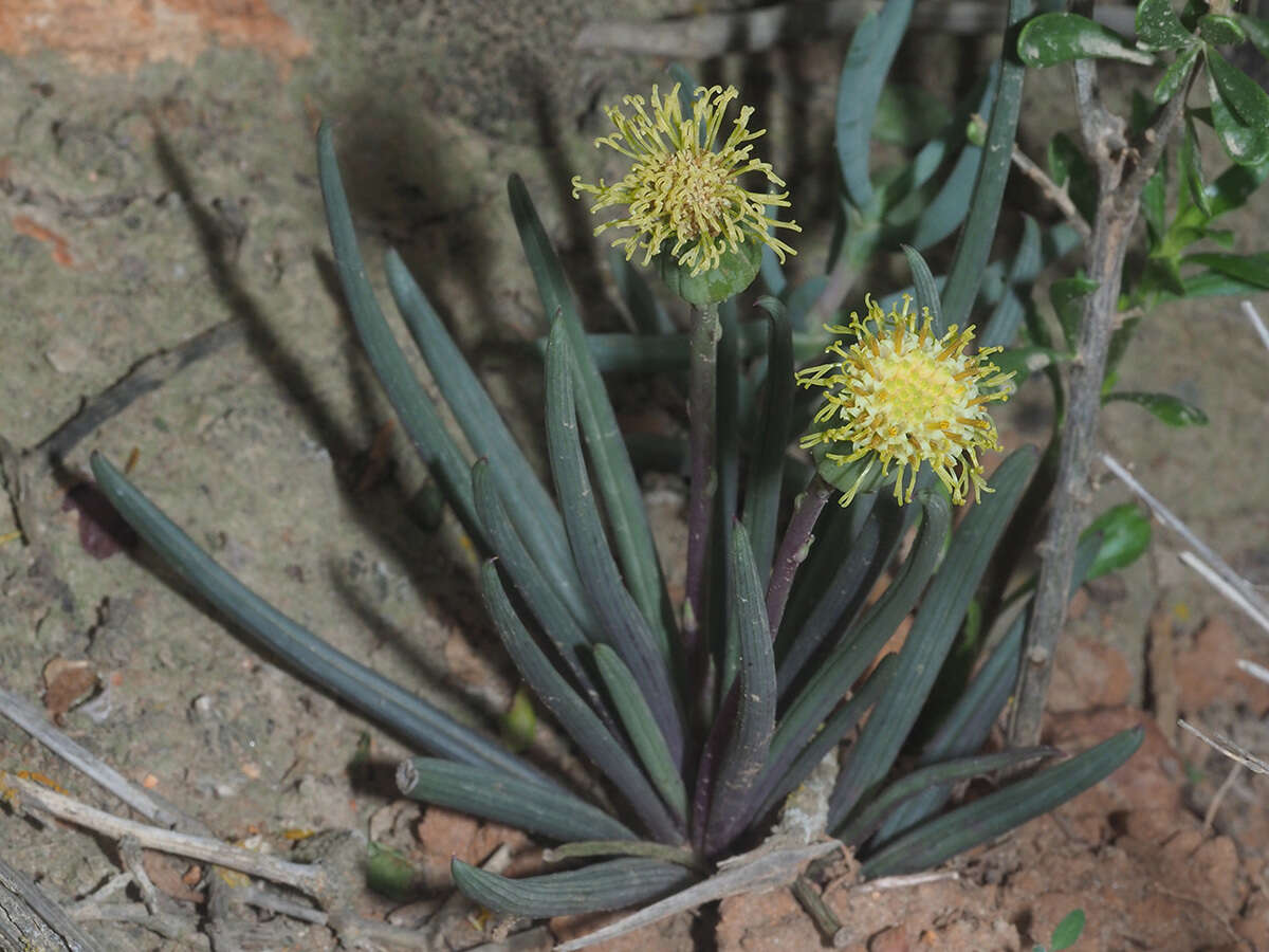 Plancia ëd Curio acaulis (L. fil.) P. V. Heath