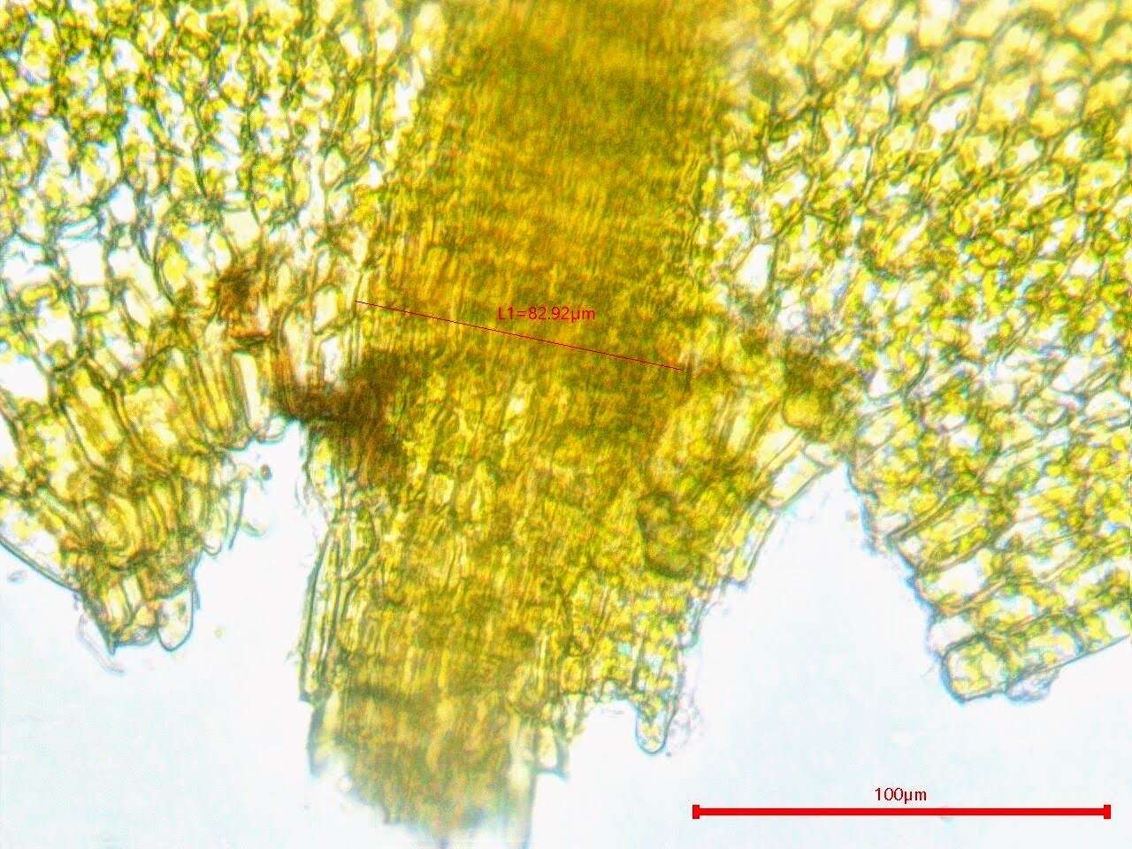 Plancia ëd Hygroamblystegium fluviatile Loeske 1903