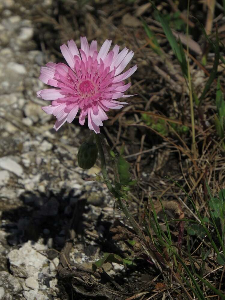 Image of red hawksbeard