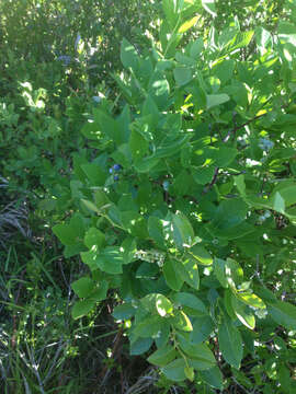 Image of Highbush blueberry