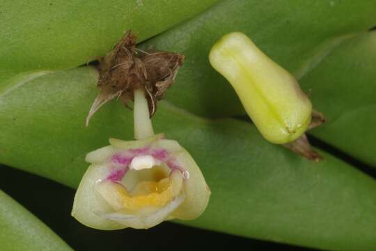 Image de Dendrobium grande Hook. fil.