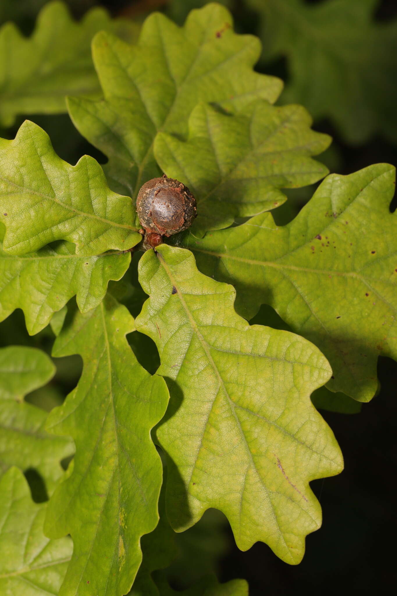 <i>Andricus lignicolus</i>的圖片