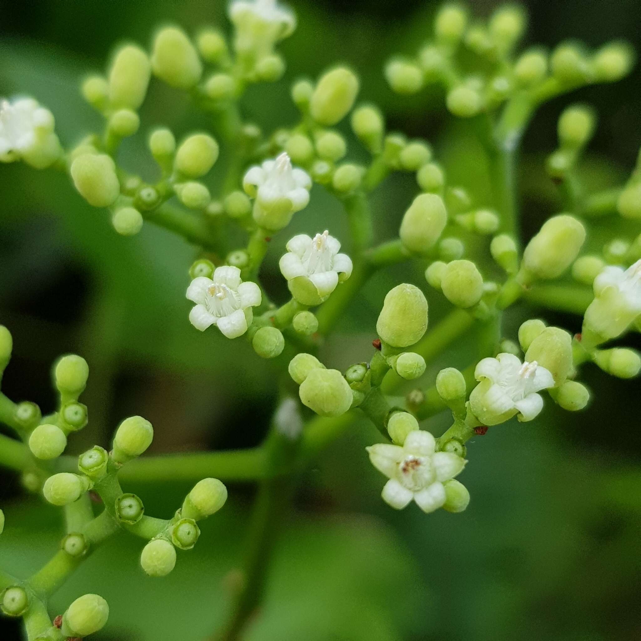 Psychotria polycarpa (Miq.) Hook. fil.的圖片