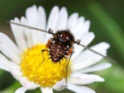 Image of Elegant Bee Fly