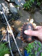 Image of Colima Wood Turtle