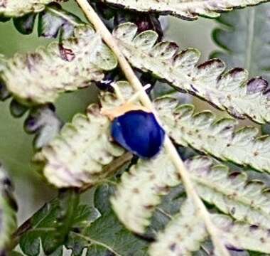 Sivun Stoiba flavicollis (Klug 1829) kuva