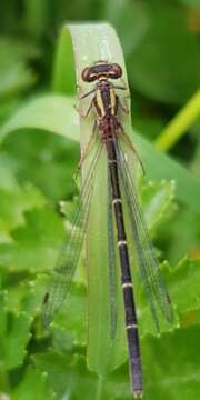 Image of Xanthocnemis tuanuii Rowe 1981