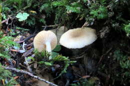 Image of Lactarius cinereus Peck 1872