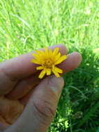 Image of Scorzoneroides autumnalis subsp. borealis (Ball) Greuter