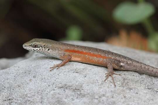 Image of Open-litter Rainbow-skink