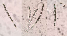 صورة Hypomontagnella submonticulosa