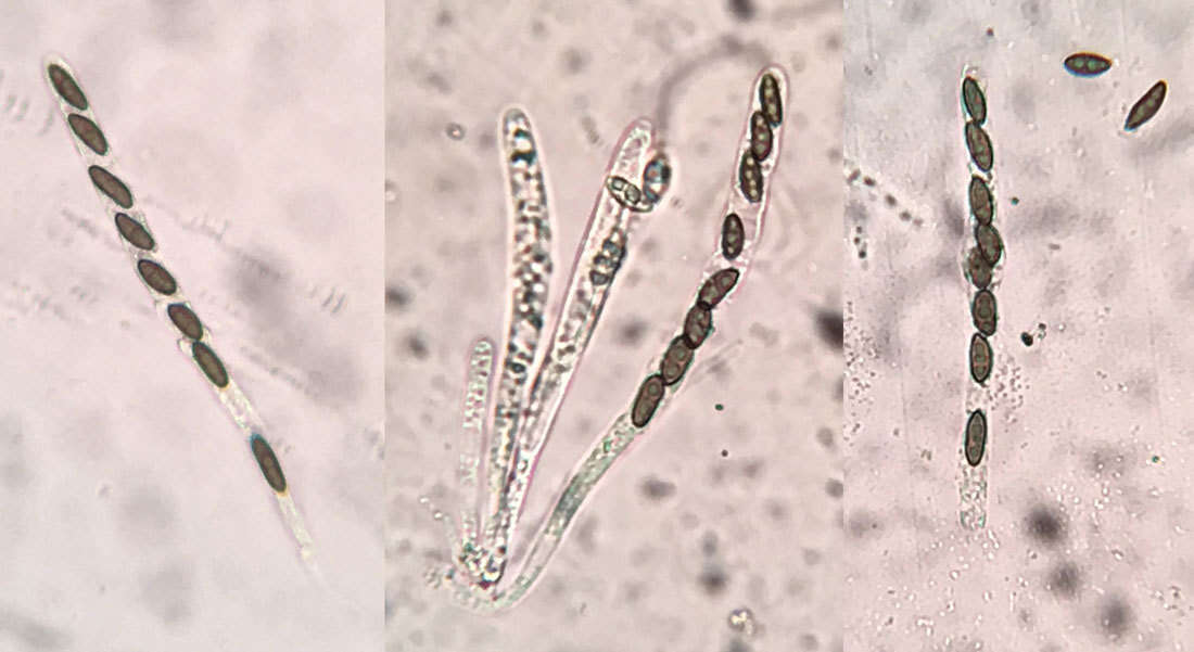 Слика од Hypomontagnella submonticulosa