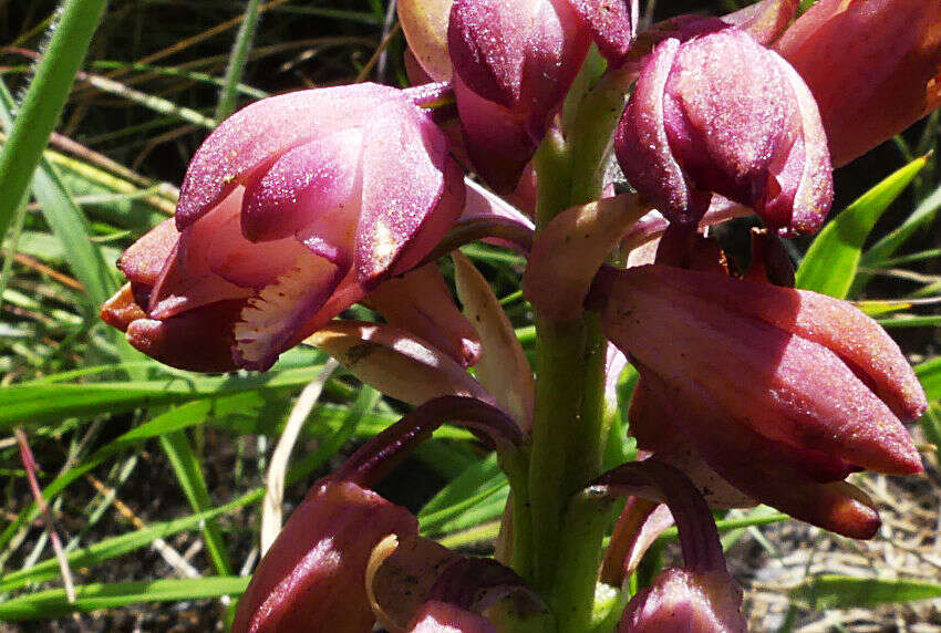 Image of Eulophia aculeata (L. fil.) Spreng.