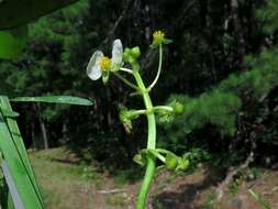 Sivun Sagittaria platyphylla (Engelm.) J. G. Sm. kuva