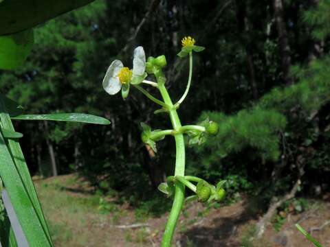 Sivun Sagittaria platyphylla (Engelm.) J. G. Sm. kuva