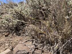 Image of mourning milkvetch