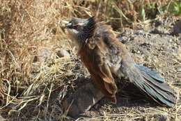 Image of White-browed Coucal